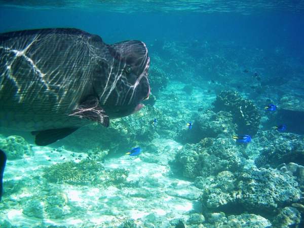 Just some of the inhabitants of Pulau Sipadan